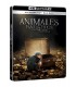 Animales fantásticos 1: Y donde encontrarlos (4K UHD + Blu-ray) (Ed. especial metálica) [Blu-ray]