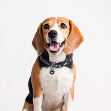 Collar Premium Para Mascotas Darth Vader Star Wars XXS/XS